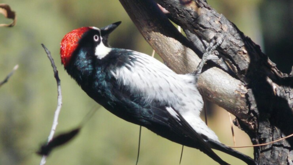 Woodpecker Pet Names