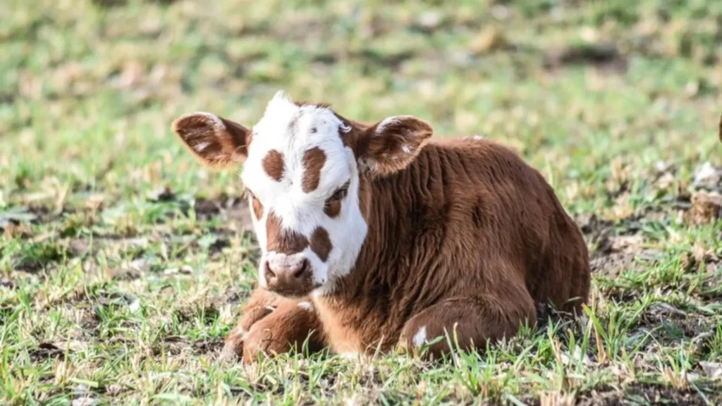 Baby Cow Names