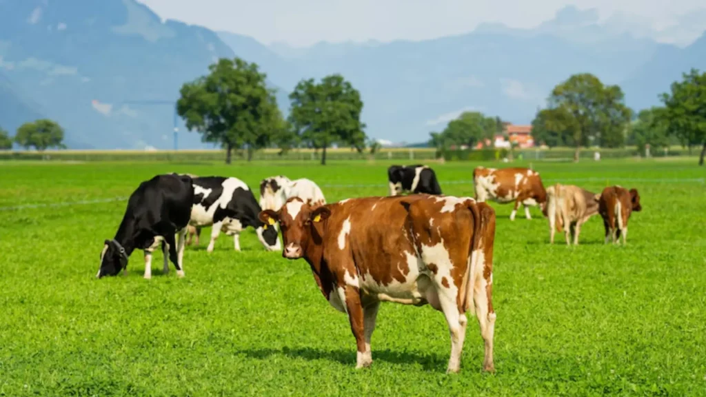 Female Cow Names