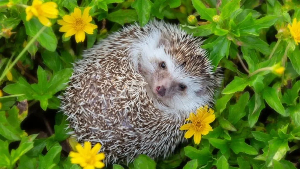 Girl Hedgehog Names