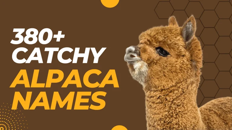 Catchy Alpaca Names