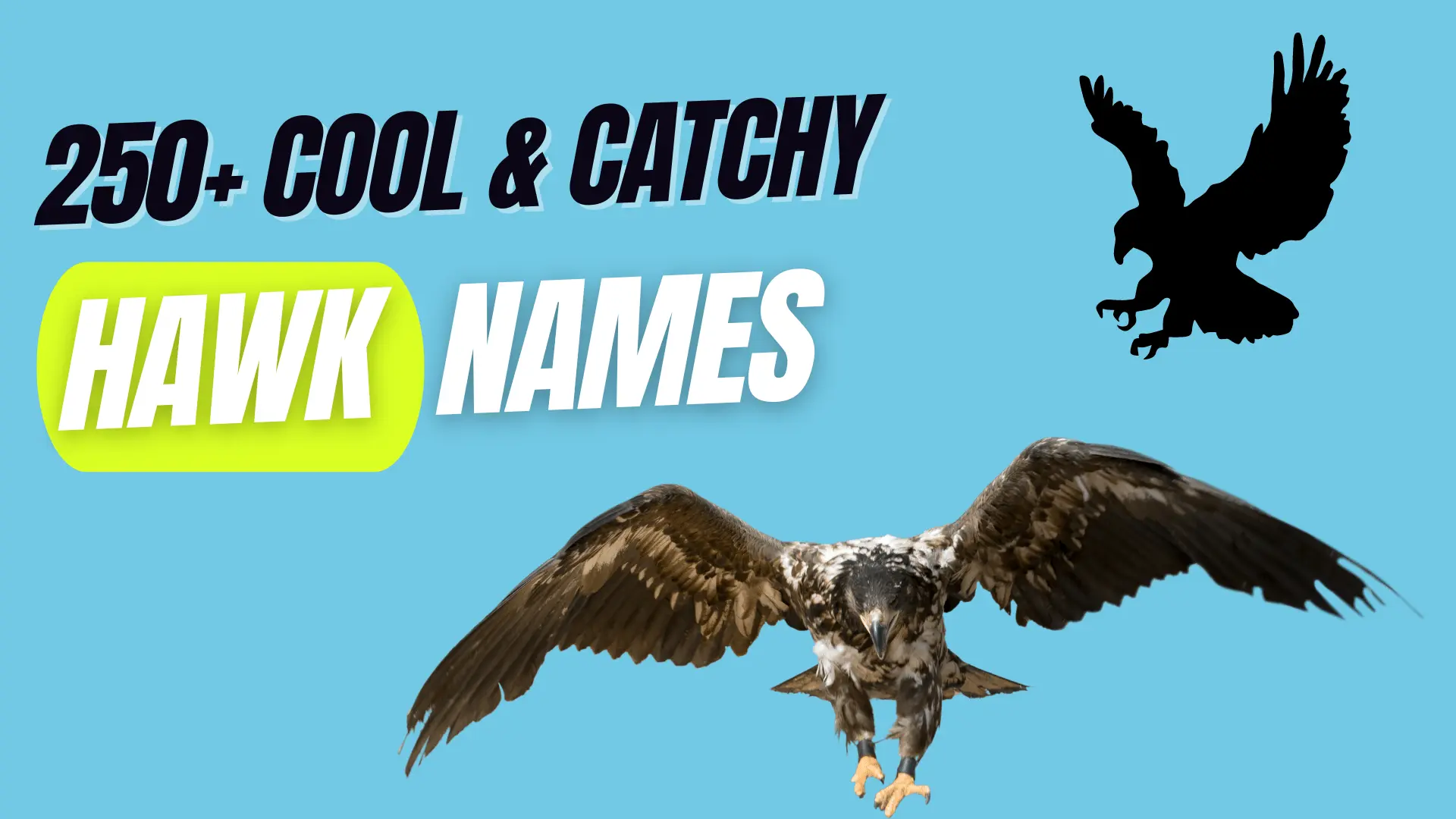 Catchy Hawk Names