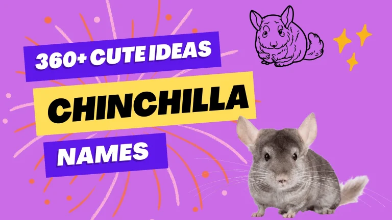 Chinchilla Names