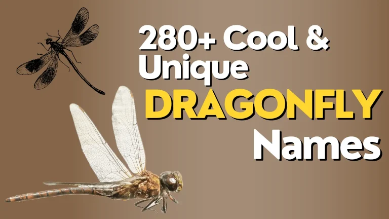 Cool & Unique Dragonfly Names