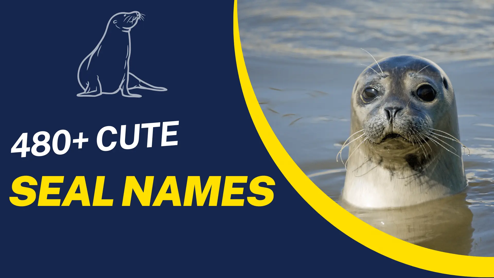 Cute Seal Names