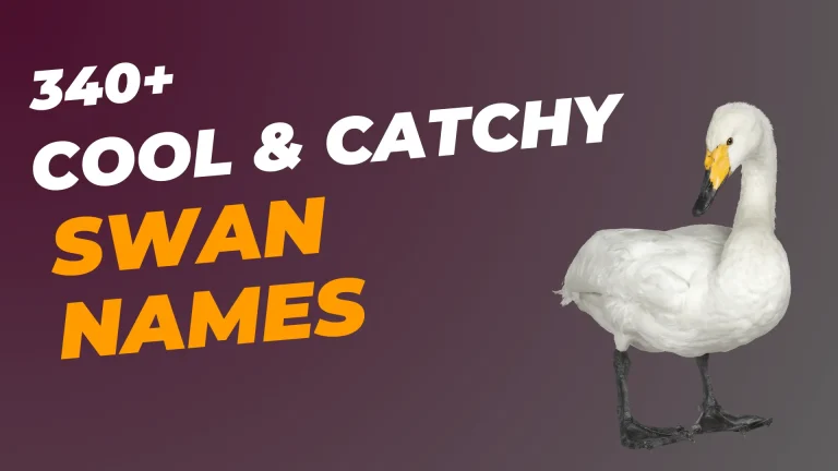 Swan Names