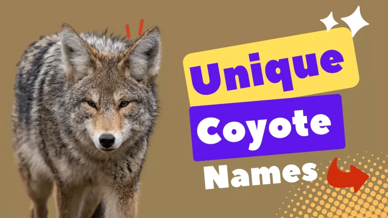Unique Coyote Names