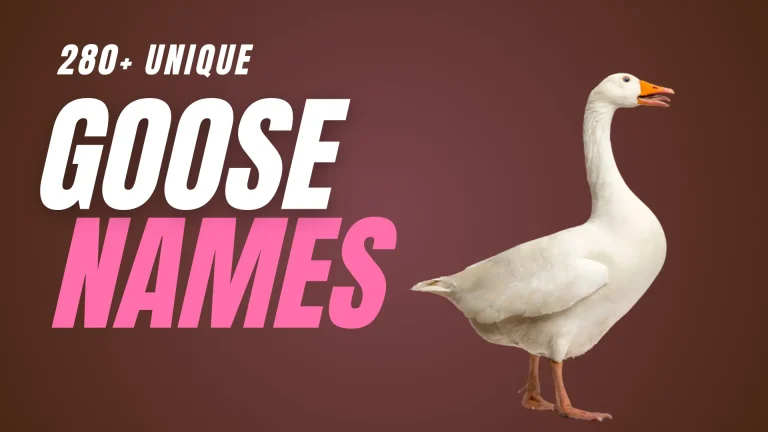 280+ Unique Goose Names + Generator