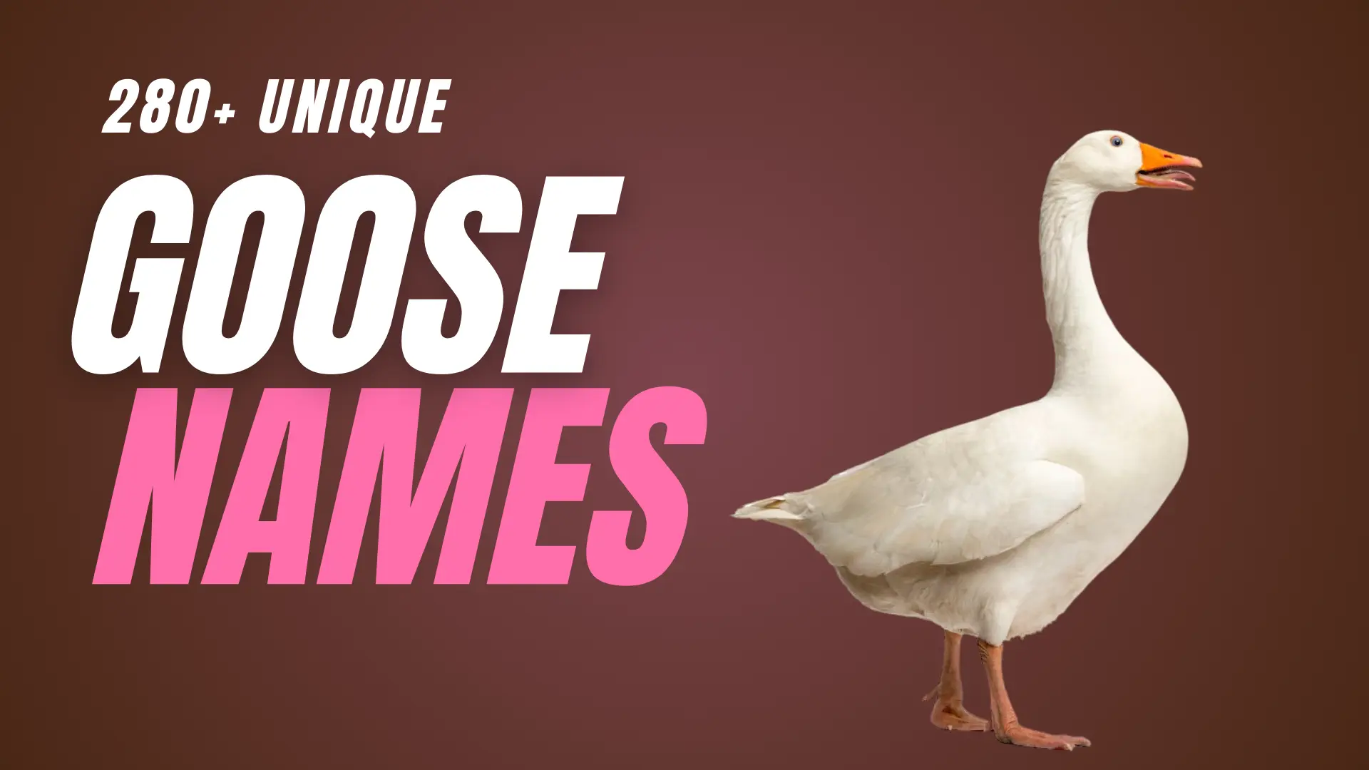 280+ Unique Goose Names + Generator