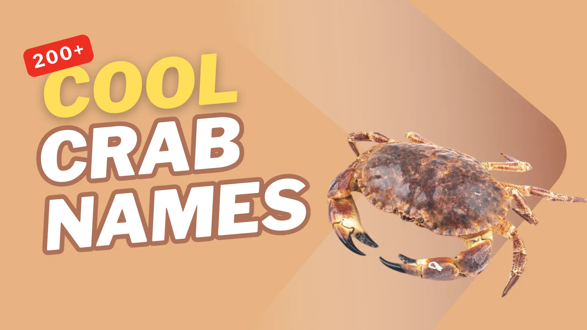200+ Cool Crab Names With Meaning