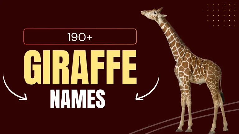 Giraffe Names with meaning