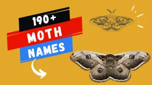 Moth Names with Meanings