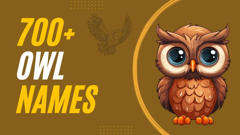 Owl Names