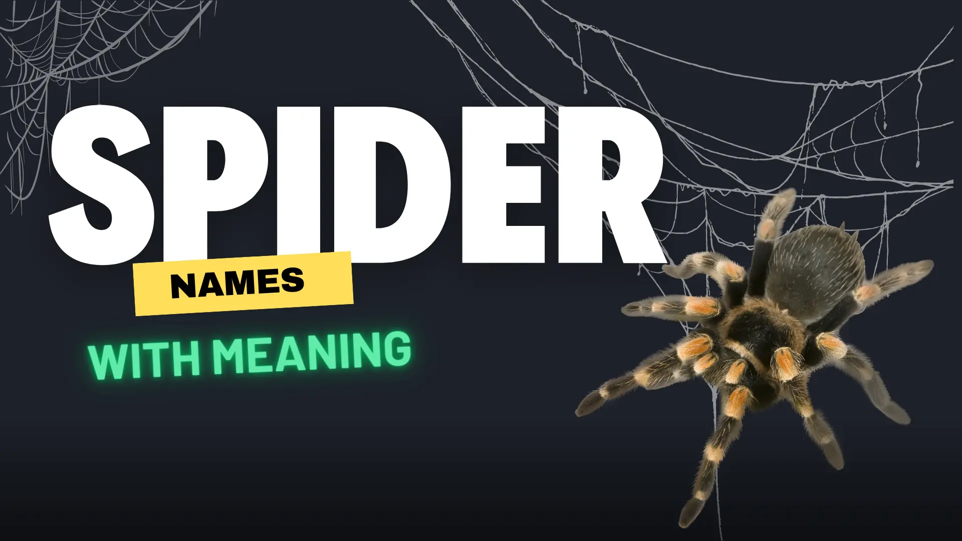 Spider Names with meaning