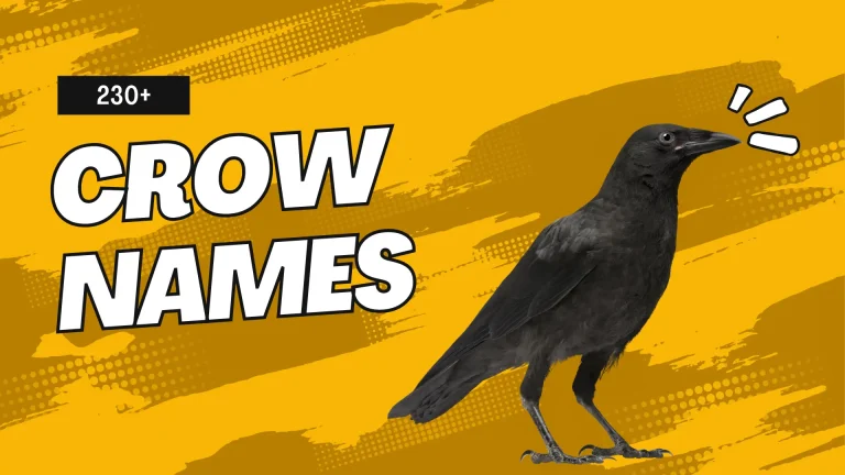 Crow Names
