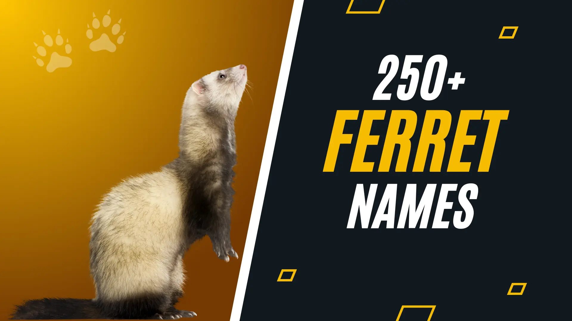 Ferret Names