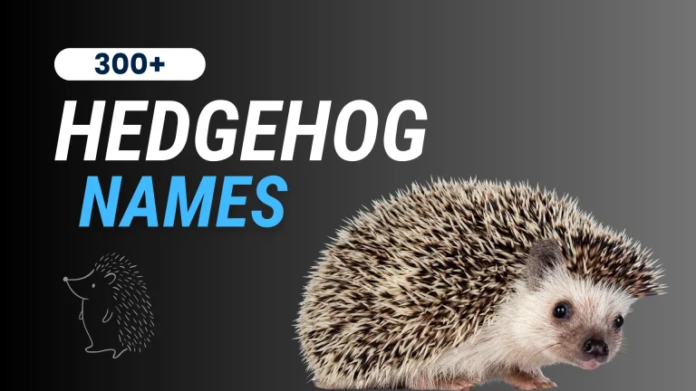 Hedgehog Names