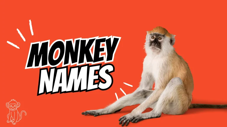 Monkey Names