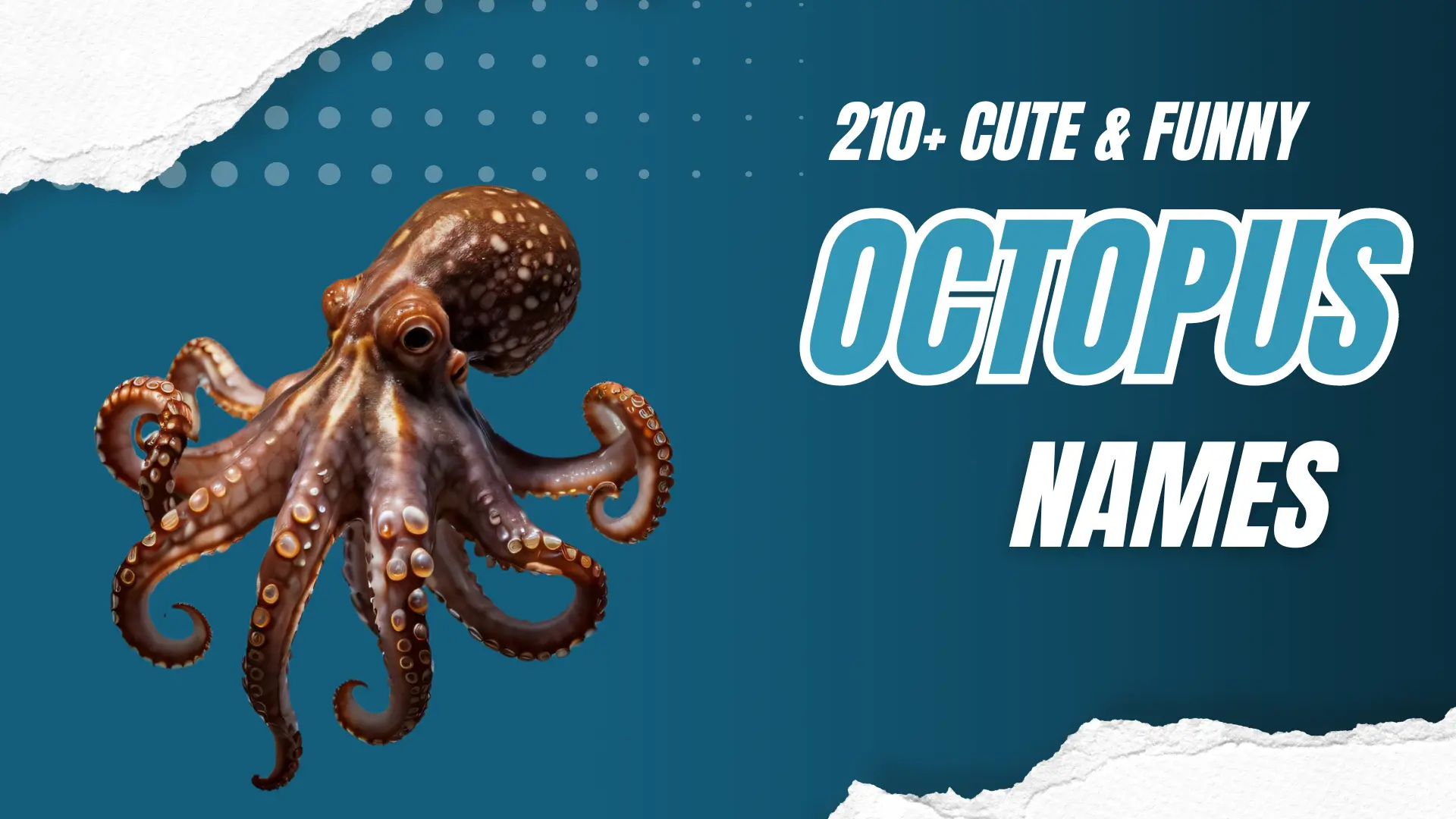 Octopus Names