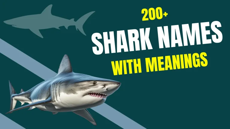 Shark Names with Meanings