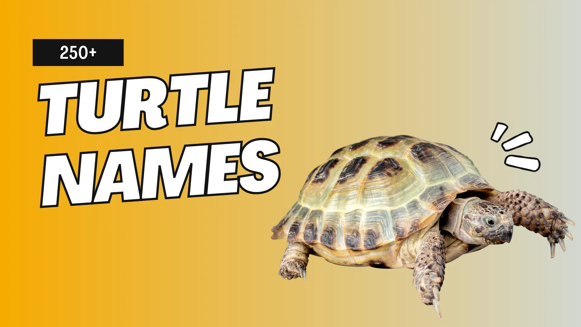 Turtle Names