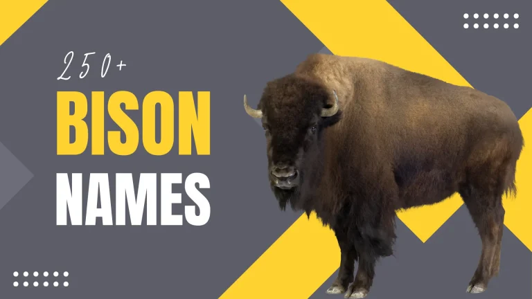 Bison Names
