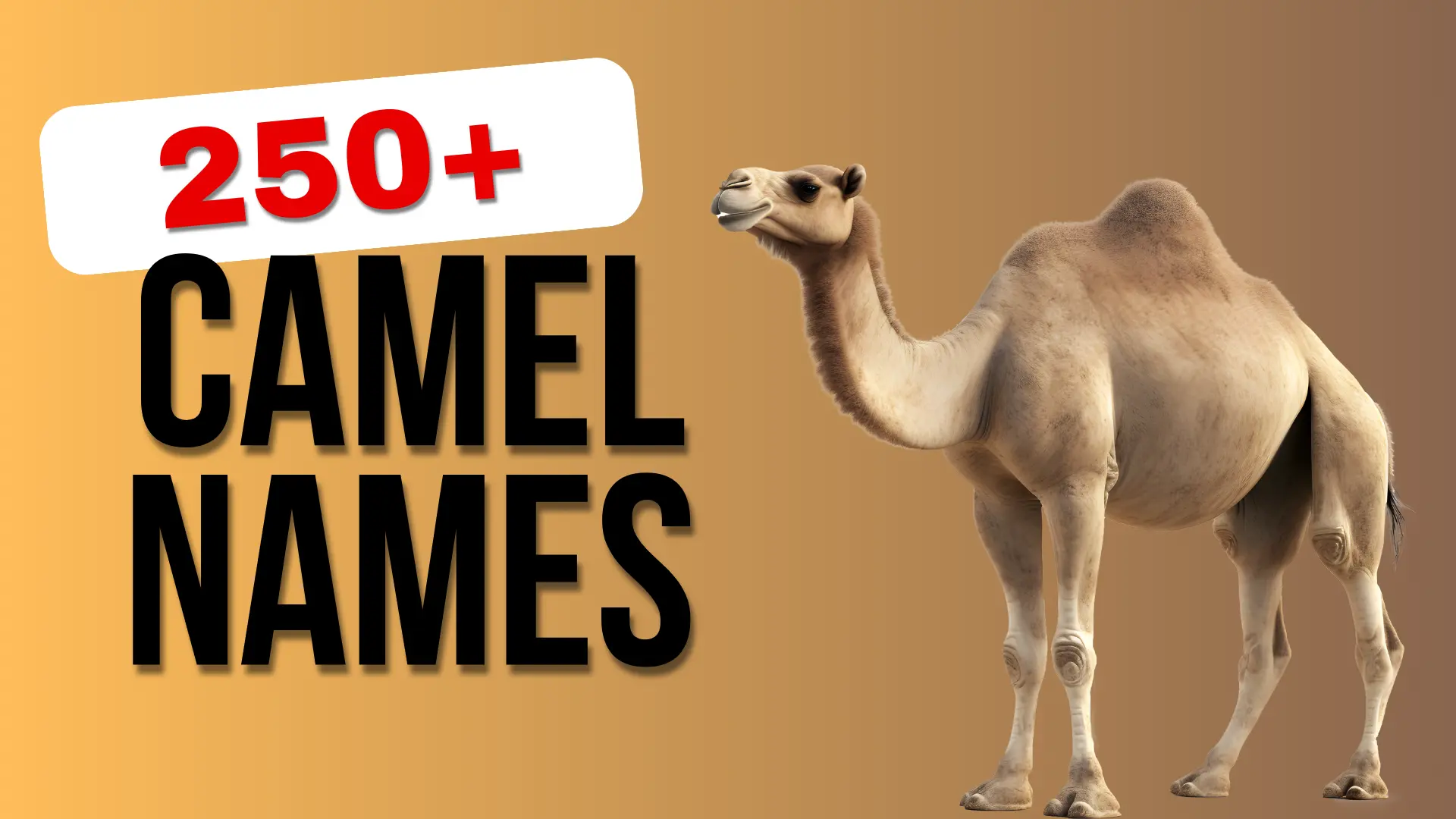 Camel Names