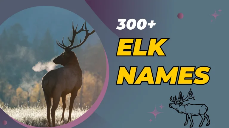 Elk Names