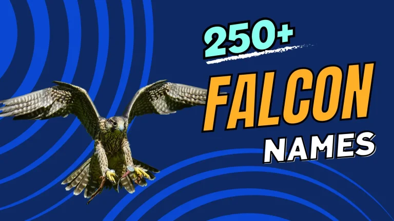 Falcon Names
