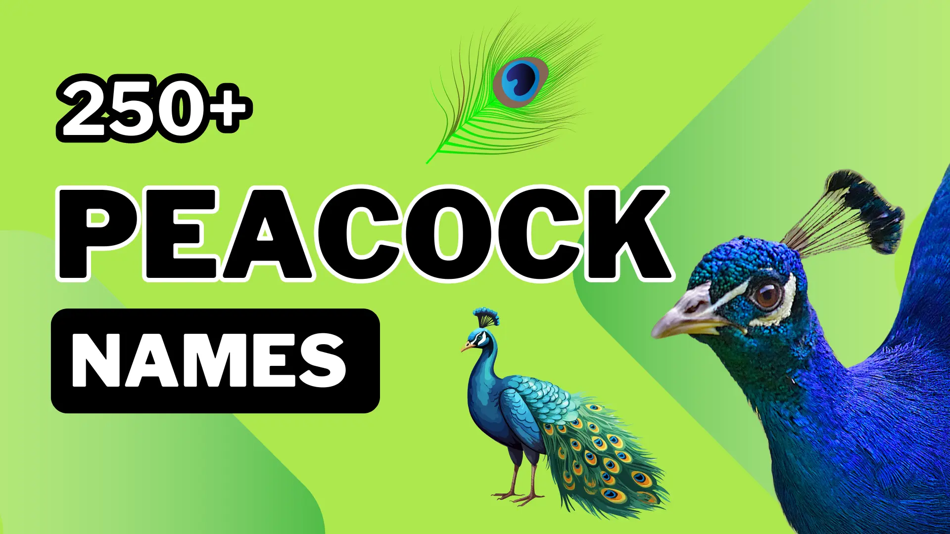 Peacock Names