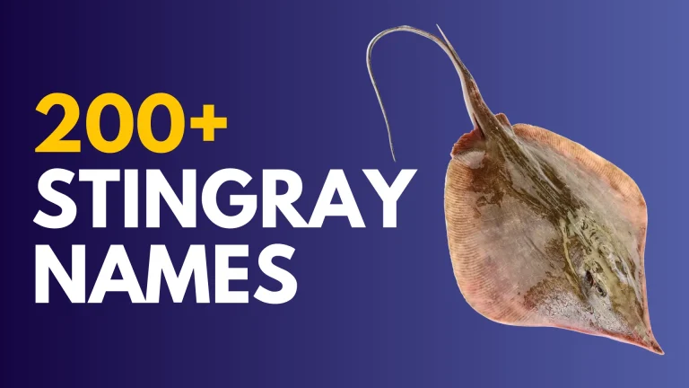 Stingray Names