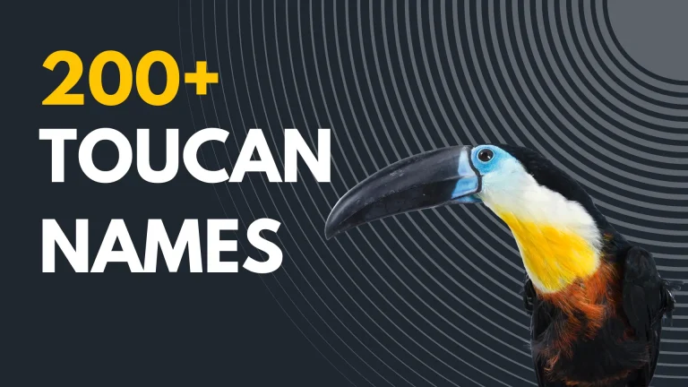 Toucan Names