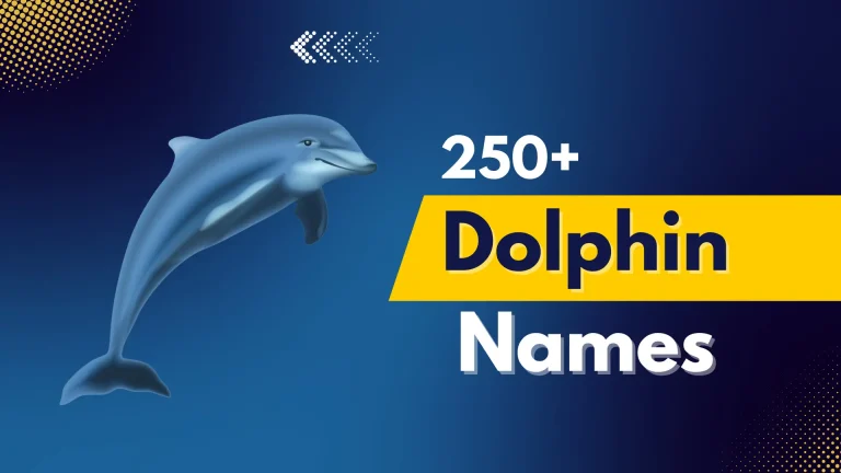 Dolphin Names