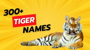 Tiger Names